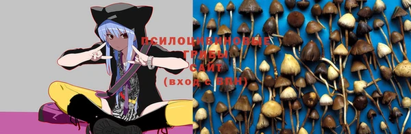шишки Абинск